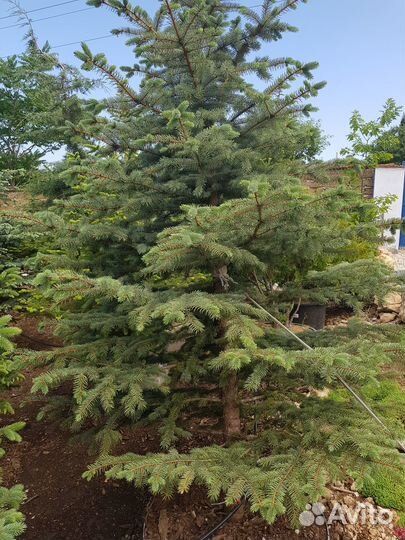 Ель голубая