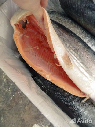 Сёмга (форель) Норвегия