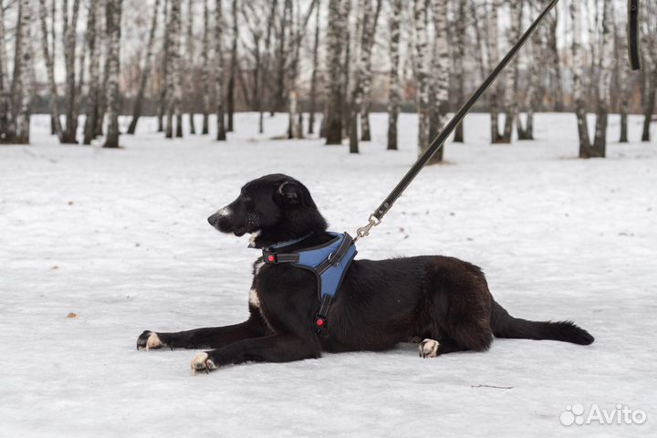 Искра в добрые руки