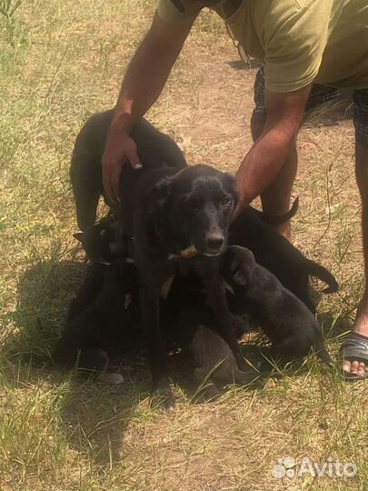 Собаки бесплатно в добрые руки щенки