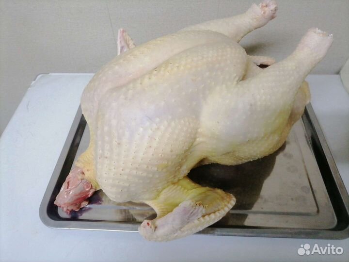 Мясо домашней индейки