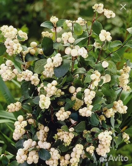 Лилейники, Снежноягодник белый