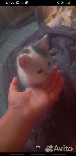 Котята турецкой ангоры