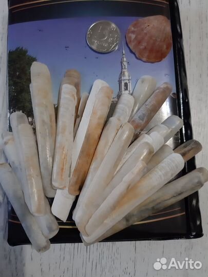 Ракушка морская. Раковины черноморские