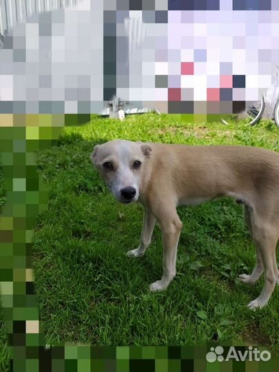 Левретка в добрые руки игривая любит детей