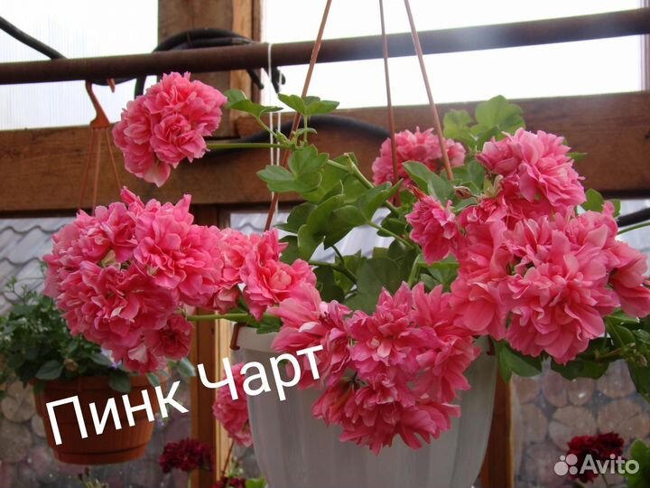 Продаются черенки Плющелистных пеларгонии