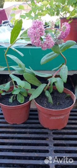 Садовые растения