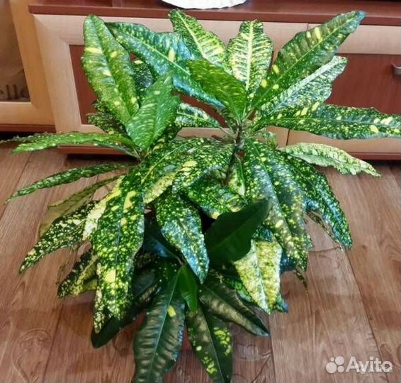 Растения, цветы