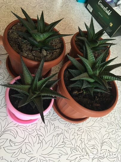 Кактусы и суккуленты