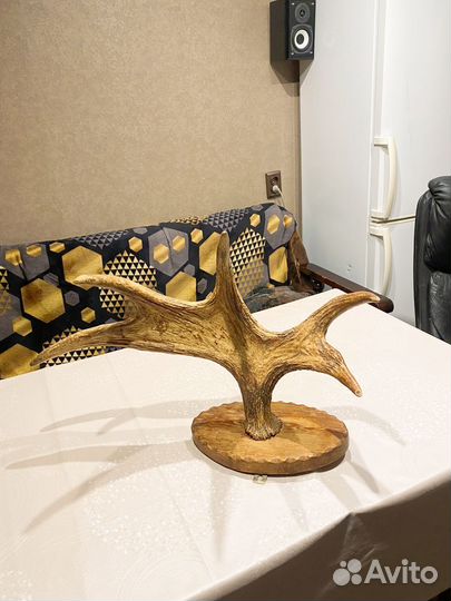 Продам рога лося