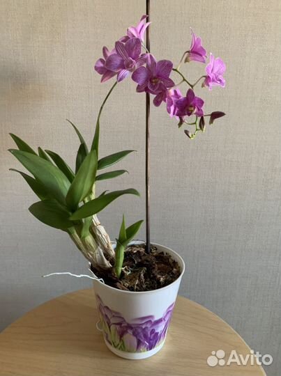Орхидея дендробиум