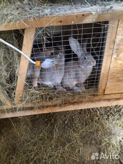 Продам мясо кролика и на племя