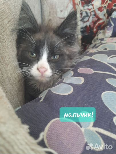 Котята мейн-кун