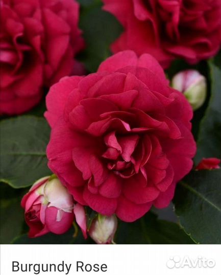 Бальзамины