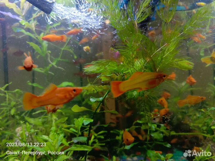 Меченосцы, гуппи, анциструсы, Хелены, водоросли