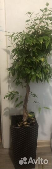 Комнатные растения цветы