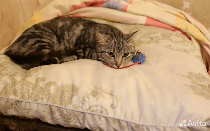 Кошечка ищет дом