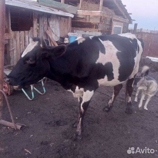 Корова первотелка