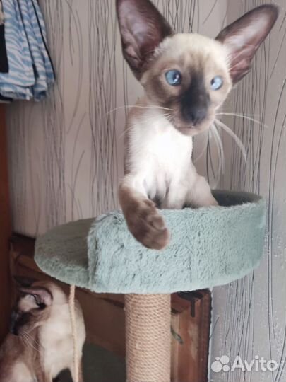 Ориентальные котята