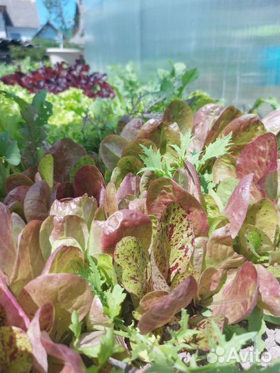 Щавель,шпинат,руккола,петрушка,смесь салатов,укроп