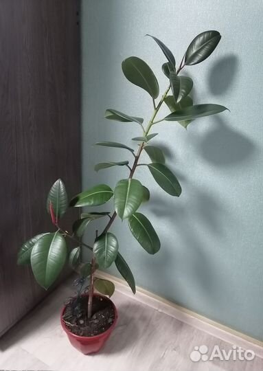 Фикус каучуконосный большой