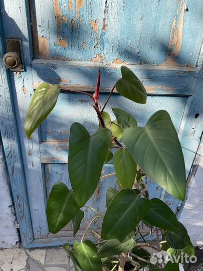 Филодендрон краснеющий