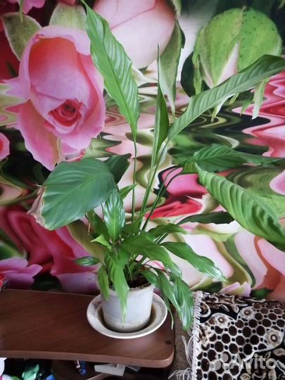 Комнатные цветы