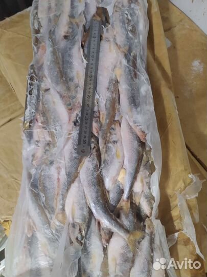 Корюшка,мойва, кальмар, окунь