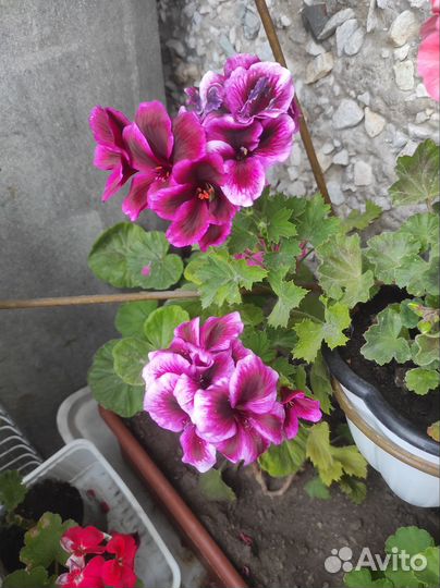 Пеларгония герань
