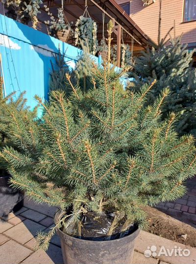 Премиум елка предзаказ