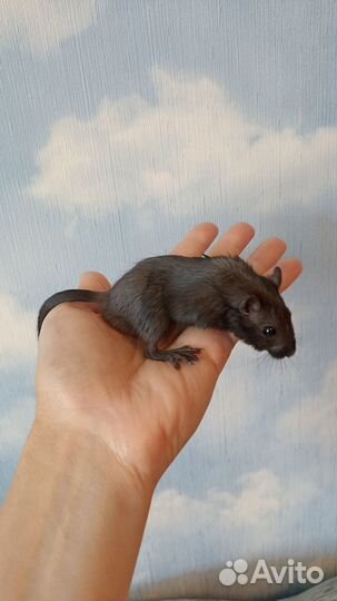 Песчанка малыши мальчики и девочки