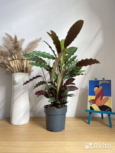 Калатея руфибарба