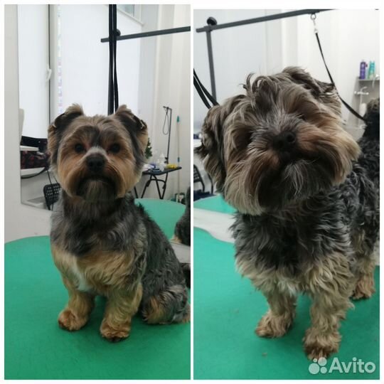 Стрижка собак и кошек