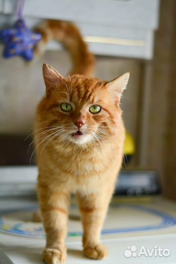 Селкирк-рекс