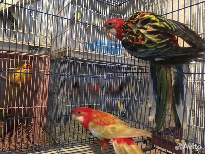 Мир Попугаев. Розелла