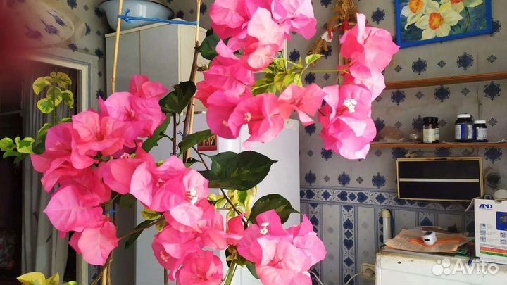 Бугенвиллия Сан Диего Ред Варьегате