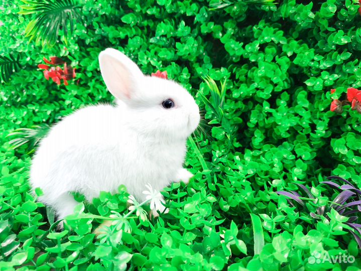 Мини Карликовый кролик - минор, самый маленький