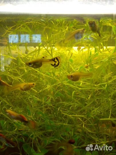 Рыбки гуппи