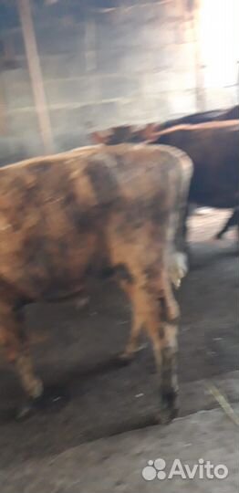 Продам бычка