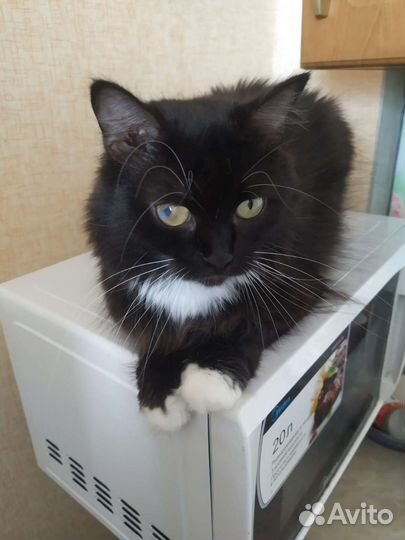 Кошка