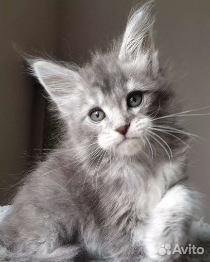 Красавец мейн кун