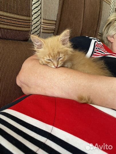 Котенок лисенок