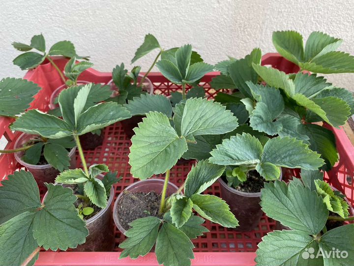 Клубника Пурпурное чудо