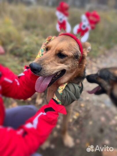 Брюс ищет дом