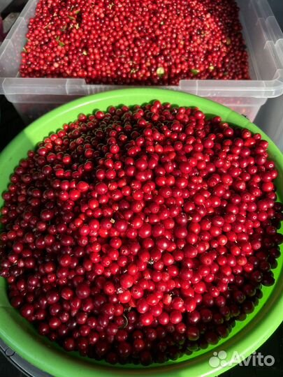 Ягода отчищенная брусника клюква голубика свежая