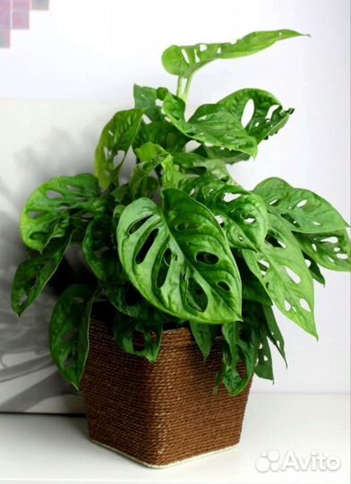 Монстера monkey mask