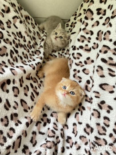 Шотландская