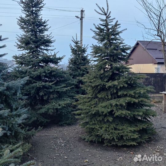 Ель голубая