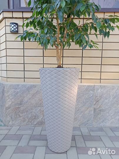 Фикус бенджамина