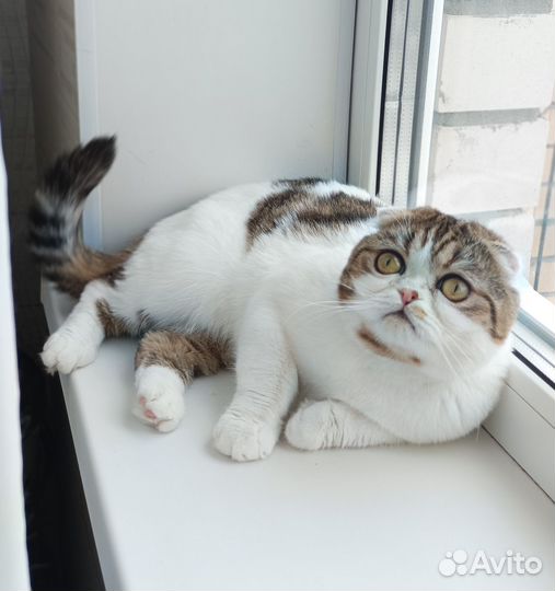 В добрые руки